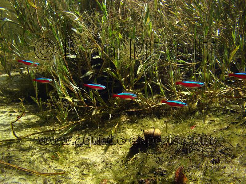 PECES DE VENEZUELA 100